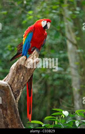 Hellroten Aras (Ara Macao), Erwachsene auf einen Baum, Pantanal, Brasilien, Südamerika Stockfoto