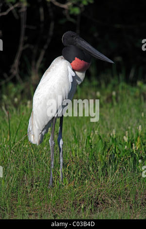 Jabiru (Jabiru Mycteria), Altvogel, Pantanal, Brasilien, Südamerika Stockfoto