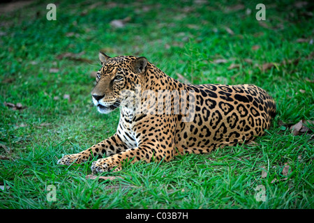 Jaguar (Panthera Onca), erwachsener Mann liegend, Pantanal, Brasilien, Südamerika Stockfoto