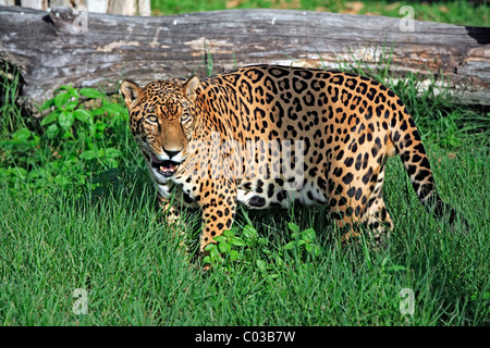 Jaguar (Panthera Onca), Männchen, Pantanal, Brasilien, Südamerika Stockfoto