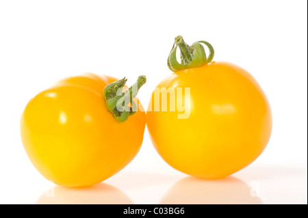 Gelber Busch Tomaten (Lycopersicon Esculentum), Delicia, Jana Dulcia Stockfoto