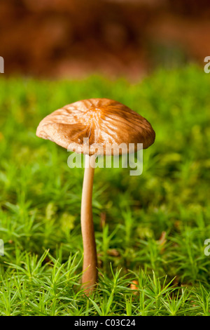 Blutende Fee Helm Pilz (Mycena Haematopus) Stockfoto