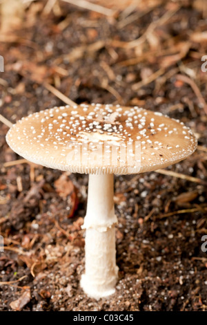 Parasol-Pilz (Lepiota Procera) Stockfoto