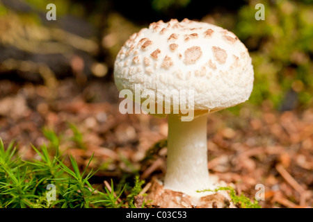 Shaggy Parasol Pilz (Macrolepiota Rhacodes) Stockfoto