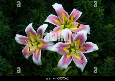 Lilie (Lilium) orientalische Hybriden Stockfoto