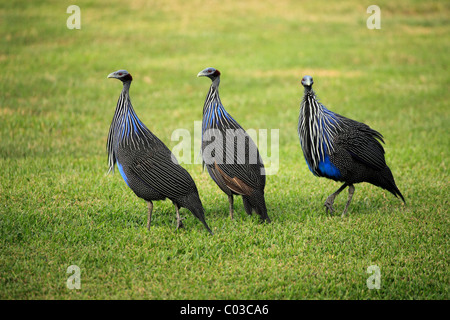 Vulturine Perlhühner (Acryllium Vulturinum), Altvögel, Afrika Stockfoto