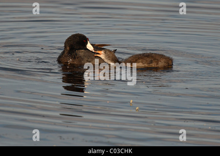 Ein Amerikanisches Blässhuhn füttern des Babys auf dem Wasser. Stockfoto