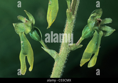 Europäischen gemeinsamen Nestwurzen (Listera Ovata), einzelne Blumen Stockfoto