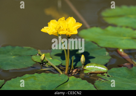 Fransen Seerose oder gelbes Floating-Herz, (Nymphoides Peltata) Stockfoto