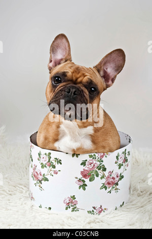 Französische Bulldogge sitzt in einer Hutschachtel Stockfoto