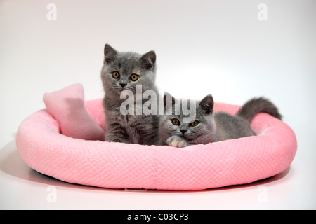 Chartreux, Hauskatze, zwei Kätzchen, 10 Wochen Stockfoto