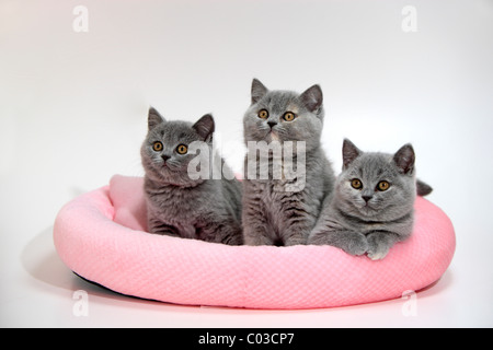 Chartreux, Hauskatze, zwei Kätzchen, 10 Wochen Stockfoto