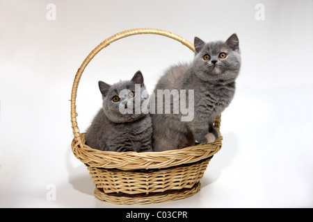 Chartreux, Hauskatze, zwei Kätzchen, 10 Wochen, Korb Stockfoto