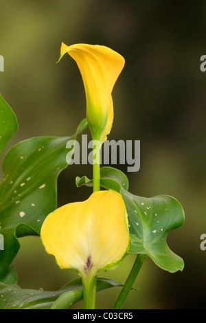 Goldene Arum Lilie (Zantedeschia Elliottiana), blühen, Deutschland, Europa Stockfoto