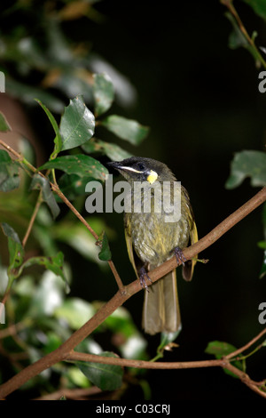 Lewins Honigfresser (Meliphaga Lewinii), Erwachsene, auf Baum, Lamington Nationalpark, Queensland, Australien Stockfoto