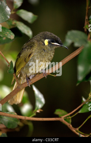 Lewins Honigfresser (Meliphaga Lewinii), Erwachsene, auf Baum, Lamington Nationalpark, Queensland, Australien Stockfoto