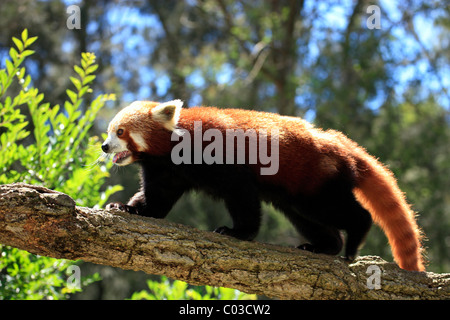 Roter Panda (Ailurus Fulgens Fulgens Erwachsene), Baum, laufen, Asien Stockfoto