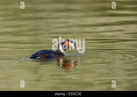 Great crested Grebe Schwimmen mit einem Fisch im Maul Stockfoto