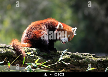 Roter Panda (Ailurus Fulgens Fulgens Erwachsene), Baum, Asien Stockfoto