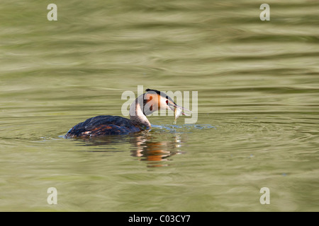 Great crested Grebe Schwimmen mit einem Fisch im Maul Stockfoto