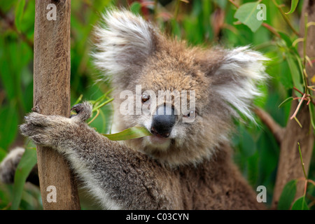 Koala (Phascolarctos Cinereus), Porträt, Erwachsene im Baum ernähren sich von Eukalyptus, Australien Stockfoto