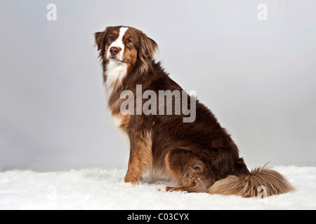 Rot gefärbte Merle Australian Shepherd Stockfoto