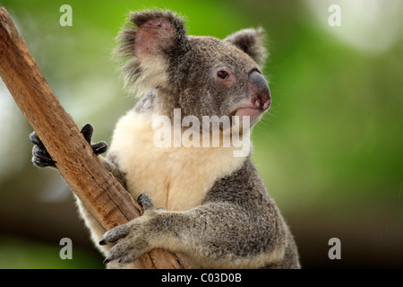Koala (Phascolarctos Cinereus), Erwachsene, Baum, Australien Stockfoto