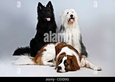 Liegenden Bernhardiner und alt Deutscher Schäferhund Mischling Stockfoto