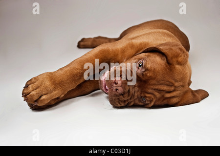 Bordeaux-Dogge oder Bordeauxdogge Welpen auf der Seite liegend Stockfoto