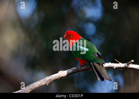 Australische König Papagei (Alisterus Scapularis), männlichen Erwachsenen auf Baum, Broulee, New South Wales, Australien Stockfoto