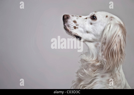 Englisch Setter, portrait Stockfoto