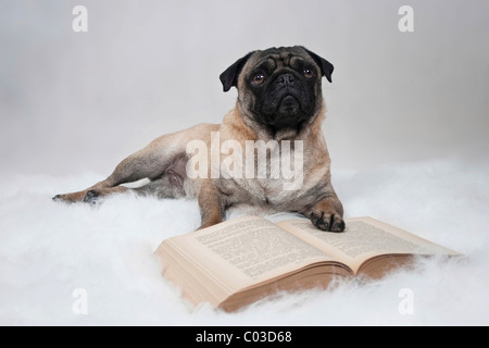 Liegenden Mops, seine Pfote auf ein Buch Stockfoto