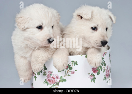 Zwei weiße Schweizer Schäferhund oder Berger Blanc Suisse Welpen in einer box Stockfoto