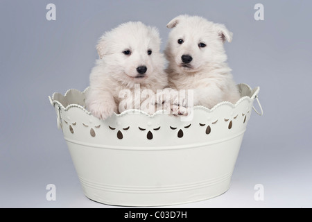 Zwei weiße Schweizer Schäferhund oder Berger Blanc Suisse Welpen sitzen in der Badewanne Stockfoto