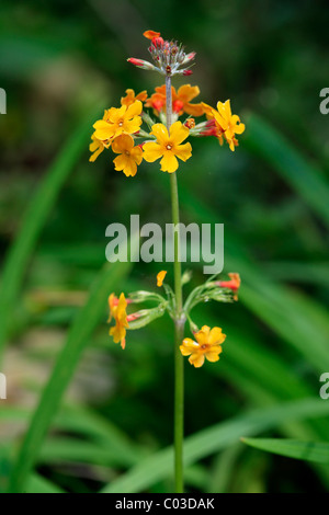 Kandelaber Primel (Primula Bulleyana), blühen, Deutschland, Europa Stockfoto