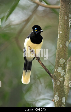 Plüsch-crested Jay (Cyanocorax Chrysops), Erwachsene auf einen Baum, Pantanal, Brasilien, Südamerika Stockfoto