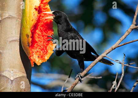 Crested Oropendola (Psarocolius Decumanus), Erwachsene auf einem Baum, Fütterung auf eine Papaya Frucht, Pantanal, Brasilien, Südamerika Stockfoto