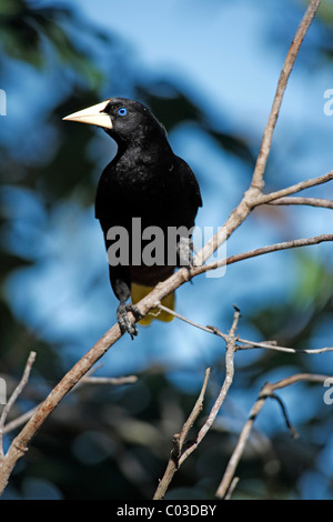 Crested Oropendola (Psarocolius Decumanus), Erwachsene, Pantanal, Brasilien, Südamerika Stockfoto