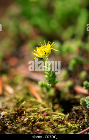 Goldmoss Mauerpfeffer oder Wallpepper (Sedum Acre), blühen, Deutschland, Europa Stockfoto