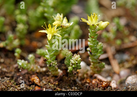 Goldmoss Mauerpfeffer oder Wallpepper (Sedum Acre), blühen, Deutschland, Europa Stockfoto