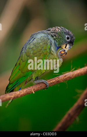 Unter der Leitung von Scaly Papagei oder Maximilians Papagei (Pionus Maximiliani Melanoblepharus), Erwachsene auf einem Baum, Essen, Brasilien Stockfoto