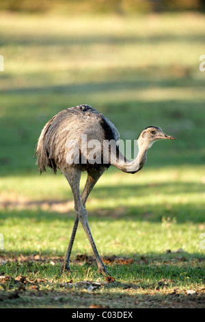 Größere Rhea (Rhea Americana), erwachsenes Weibchen, Pantanal, Brasilien, Südamerika Stockfoto