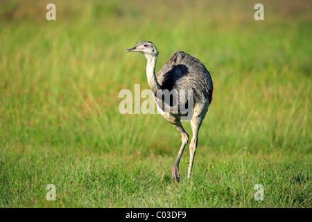 Größere Rhea (Rhea Americana), erwachsenes Weibchen, Pantanal, Brasilien, Südamerika Stockfoto