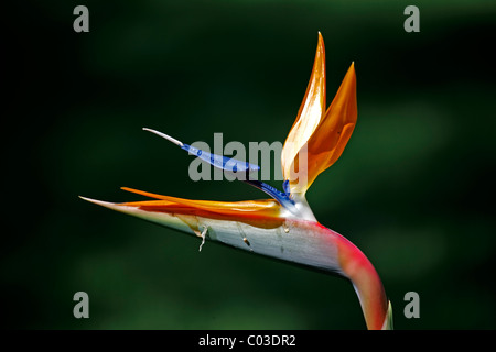 Strelitzia, Kran Blume oder Paradiesvogelblume (Strelitzia Reginae), Blume, Brasilien, Südamerika Stockfoto