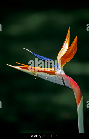 Strelitzia, Kran Blume oder Paradiesvogelblume (Strelitzia Reginae), Blume, Brasilien, Südamerika Stockfoto