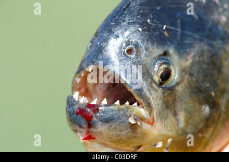 Roten Piranhas (Pygocentrus Nattereri), Erwachsene, Porträt, Pantanal, Brasilien, Südamerika Stockfoto