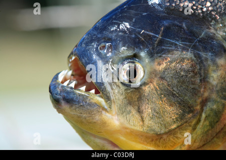 Roten Piranhas (Pygocentrus Nattereri), Erwachsene, Porträt, Pantanal, Brasilien, Südamerika Stockfoto