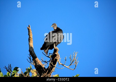 Mönchsgeier (Coragyps Atratus), Erwachsene auf Baum, Pantanal, Brasilien, Südamerika Stockfoto