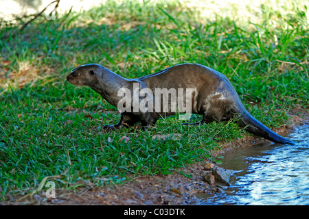 Riesenotter (Pteronura Brasiliensis), Erwachsene auf die Ufer, Pantanal, Brasilien, Südamerika Stockfoto