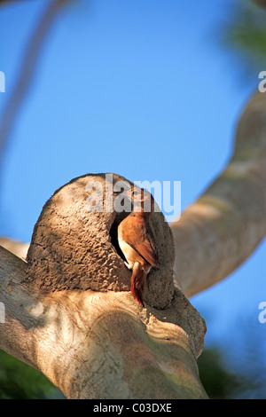 Rufous Hornero (Furnarius Rufus) Erwachsenen am Nest im Baum, Pantanal, Brasilien, Südamerika Stockfoto